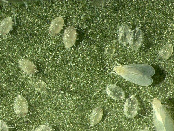 Білокрилка: фото та детальний опис