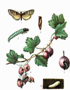 Все про вирощування високоврожайного агрусу Командор