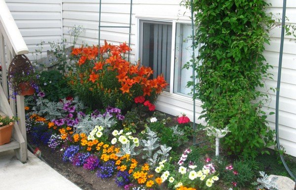 Низькорослі багаторічники цвітуть усе літо — фото з назвами