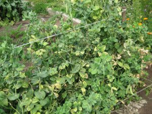 Як посадити горох в городі: види і сорти, правила посадки та догляду, фото