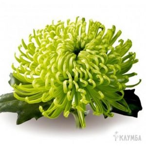 Хризантема садова багаторічна: посадка і догляд у відкритому грунті, фото і характеристики популярних видів