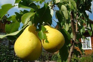 Груша колоновидна: характеристики плодів найпоширеніших сортів