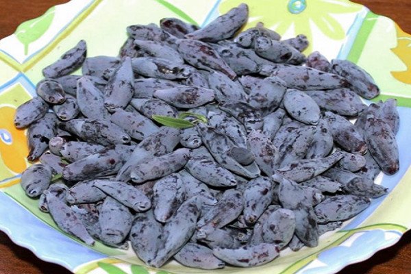 Кращі сорти жимолості — фото з назвою і описом