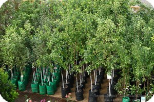 Десертна Вишня Морозової — опис сорту