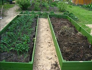 Агротехніка вирощування кавунів в Підмосковї у відкритому грунті