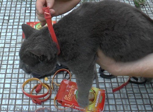 Нашийник від бліх для кішок: інструкція по застосуванню, ціна та відгуки