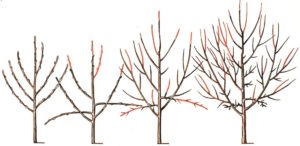 Правильне формування крони яблуні — особливості обрізки