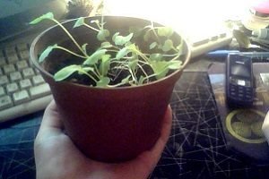 Ріпа: посадка і догляд у відритому грунті