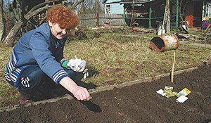 Вирощування кавунів у відкритому грунті