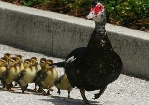 Индоутки — розведення зміст догляд в домашніх умовах