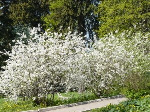 Сортові характеристики і особливості вишні Тургенівська