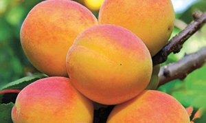 Огляд кращих сортів абрикоса для середньої смуги Росії: особливості вирощування та догляду