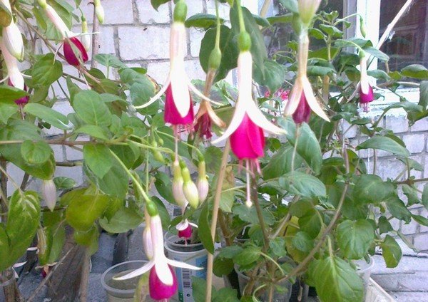 Як боротися з білокрилка на кімнатних рослинах