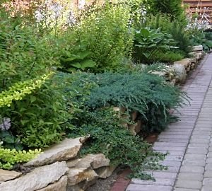 Міксбордер з багаторічників: принципи пристрою, схеми та назви рослин, покрокова відеоінструкція