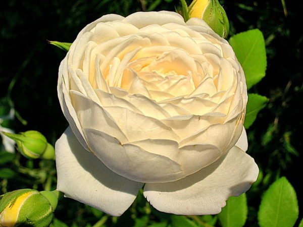 Англійські троянди Девіда Остіна: особливості догляду та умови вирощування, огляд і фотогалерея сортів