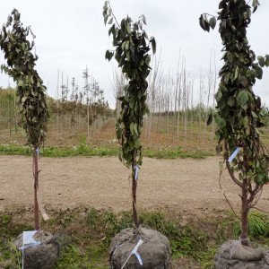 Опис сорту вишні Молодіжна: правила догляду за саджанцями