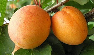 Зимостійкі і морозостійкі сорти абрикосів: опис сортів Захват, Голдрич та багатьох інших