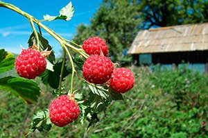 Як правильно садити малину навесні — вибір сорту і строки посадки