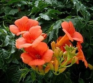 Вюни багаторічники — фото та назви витких рослин для саду