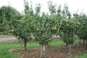 Найпопулярніший європейський сорт груші — Конференція: повний огляд