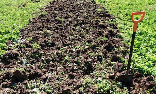 Двухвостка: боротьба в умовах квартири і на дачній ділянці