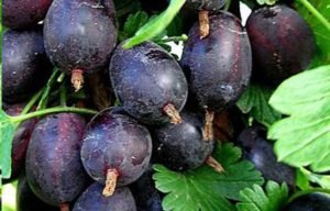 Все про вирощування високоврожайного агрусу Командор