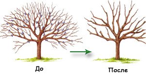 Обрізання груші: особливості осінньої і весняної обрізки і омолодження старого дерева