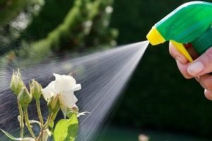 Еустома багаторічна: особливості посадки і догляду, розмноження корінням і насінням