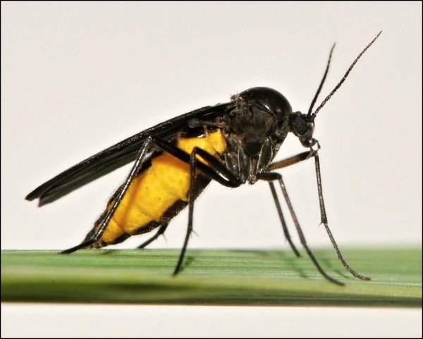 Сциариды: профілактика і боротьба