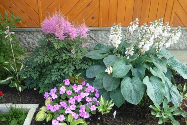 Декоративна садова рослина астильба: популярні сорти з фото та описом