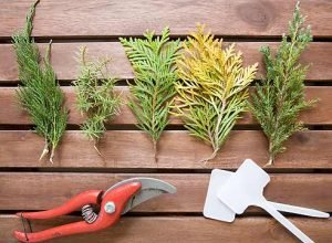 Тис ягідний: фото, різновиди і особливості вирощування