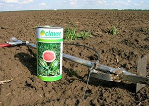 Вирощування кавунів у відкритому грунті