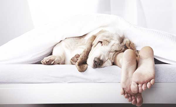 Дельтаметрин   інструкція із застосування й побічні ефекти