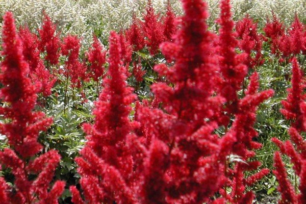 Декоративна садова рослина астильба: популярні сорти з фото та описом