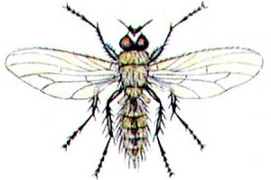 Жовтіє часник навесні — як врятувати урожай?