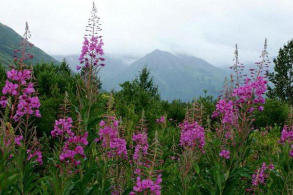 Рослина іван чай (кипрей вузьколистий): опис, склад, застосування та корисні властивості