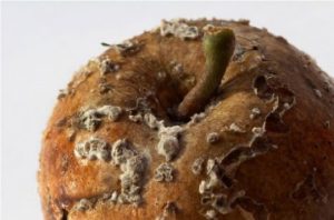 Сонник Гнилі Яблука: збирати, красти у сні бачити до чого сниться? Сонник Гнилі Яблука: збирати, красти у сні бачити до чого сниться?