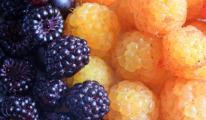 Листя і ягоди малини: корисні властивості, протипоказання, застосування чорної і жовтої малини, чай з листя