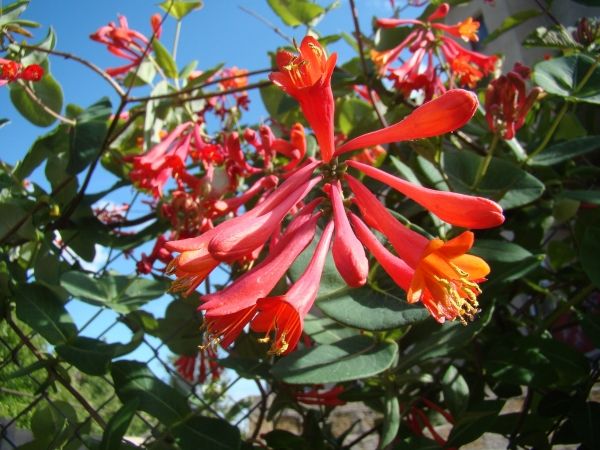 Вюни багаторічники — фото та назви витких рослин для саду