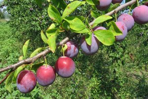 Зливу Кабардинская рання — самозапильний сорт з легкою кислинкою і універсальний у використанні