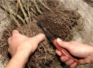 Вирощування астильби на ділянці: підготовка насіння і садіння у відкритий грунт