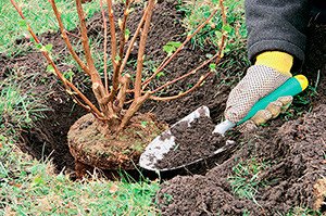 Чорна смородина: посадка й догляд, поради по вирощуванню, фото і відео