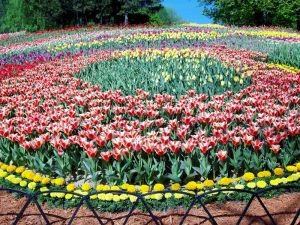 Тюльпани в дизайні саду: як красиво посадити ці весняні квіти