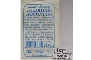 Салат Айсберг — особливості вирощування та догляду