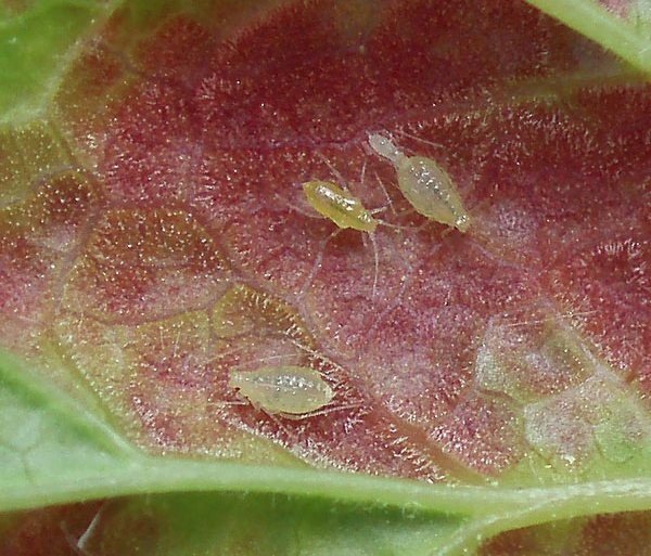 Галова попелиця на смородині: шкоди та способи боротьби