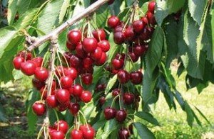 Цікаві сорти червоної черешні: Первісток, Красуня, Перемога