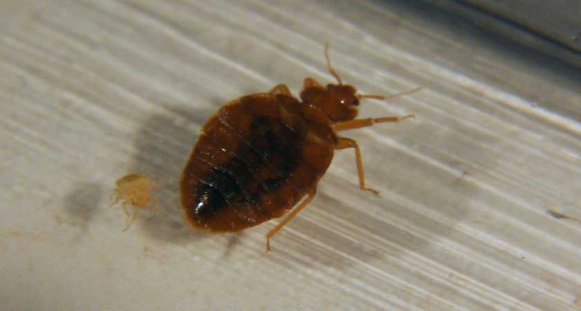 Клопи в дивані   ознаки, фото і як вивести