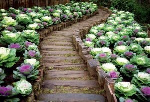 Декоративна капуста: вирощування і догляд