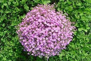 Гіпсофіла багаторічна: посадка і догляд у відкритому грунті