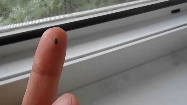 Кожеед: характеристика паразита і методи його усунення